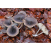 Мицелий Говорушки бокаловидной (Pseudoclitocybe cyathiformis)